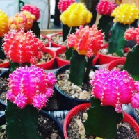 Cactus injertado
