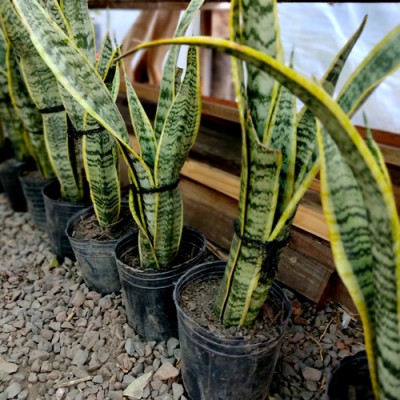 Sansevieria 4 lts