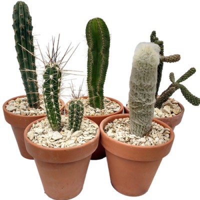 Cactus en maceta de barro N16