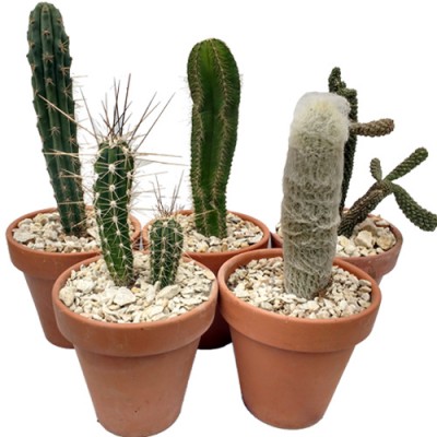 Cactus en terracota N16