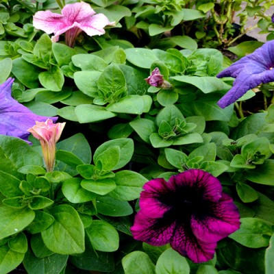 Petunias