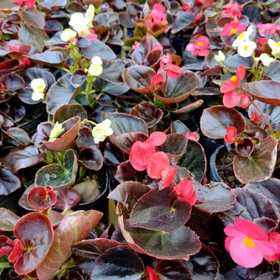 Begonia de Azúcar