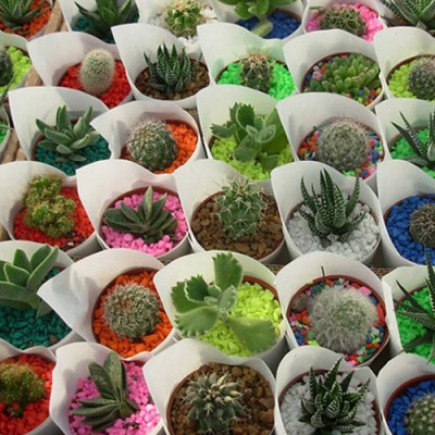 10 Mini Cactus y Suculentas