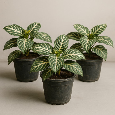 Aphelandra M14