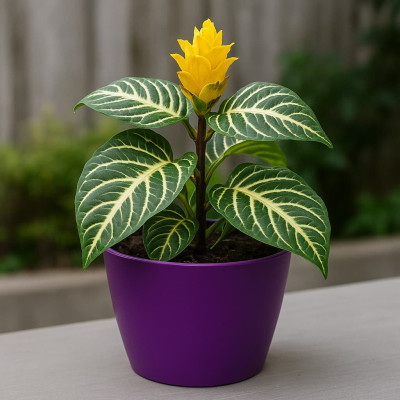 Aphelandra M14