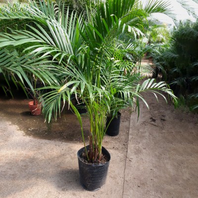 Areca Palmera 10 Lts
