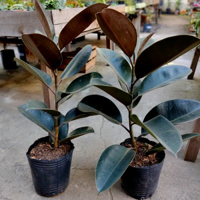 Ficus Elástica 4 Lts