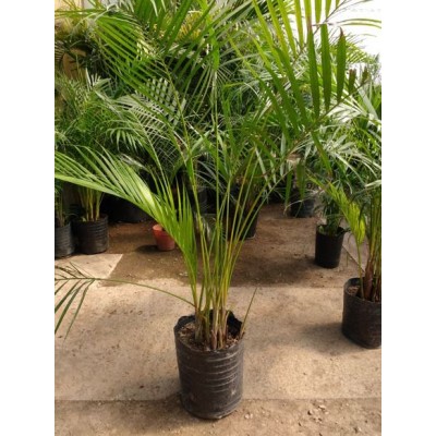 Areca Palmera 10 Lts