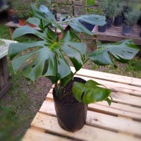 Monstera 5 Lts