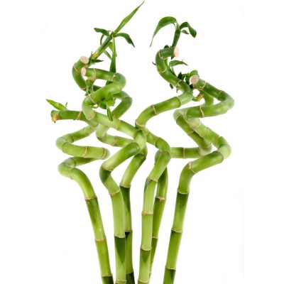 Lucky bamboo torneado