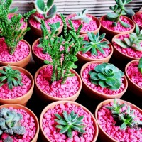10 Mini Suculentas en maceta de barro 7cm