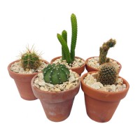 Cactus en maceta de barro N12
