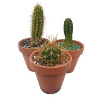 Cactus en maceta de barro N14