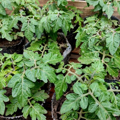 Tomate Cherry