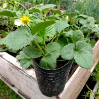 Frutilla