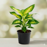 Dieffenbachia Mariana S14