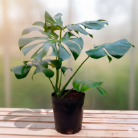 Monstera 5 Lts