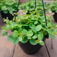 Peperomia Watermelon Bowl N12