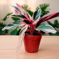 Calatea Stromanthe M16