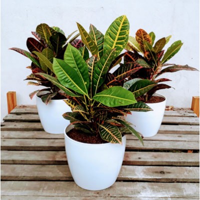 Croton Petra